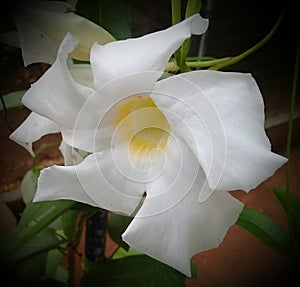 this is srilankan flower