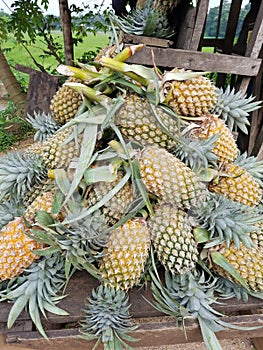 Srilankan fruit pineapple