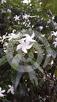 Srilankan garden`s beautiful Idda Flower