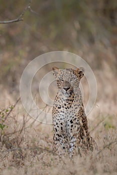 Srilankan leapord eyelevel photo Portrait