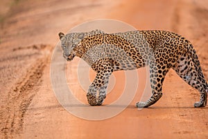 Srilankan Leopard Yala National park