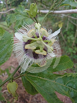 Srilankan passion fruit flower