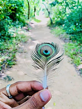 The SriLankan Peacock Feather's Radiant Splendor