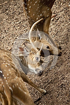 Srilankan spotted deer closeup