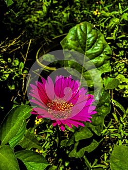 Srilnka beautifull flower