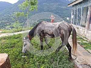 srilnkan beautiful poni photo