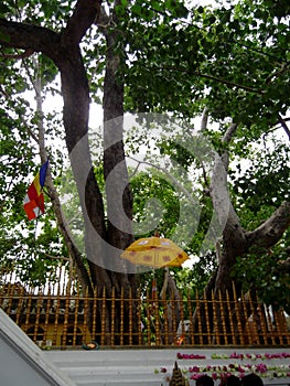 Srimaha bodhiya - anuradhapura - sri lanka