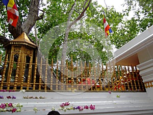 Srimaha bodhiya - anuradhapura - sri lanka