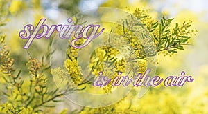 Sring in Australia with wattle and text