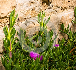 Sringtime flowers and lizard