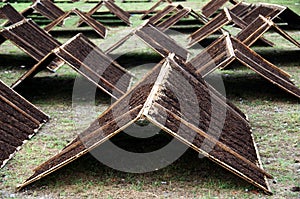 Srintil tobacco of Temanggung Indonesia drying in the sun