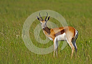 Springbuck