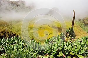 SScenic view of a swamp at Mount Gahinga in the Mgahinga Gorilla National Park, Uganda