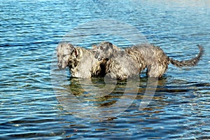 Sscottish deerhound and Irish Wolfhound in the water
