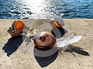 Sseashells and bird  feather   on stone rock on sunset at blue  sea summer sun reflection on water wave  nature landscape