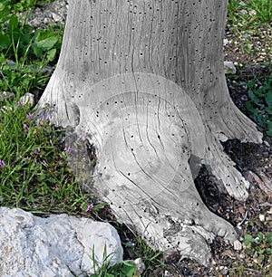 Sstump of a tree, eaten by woodworm beetles