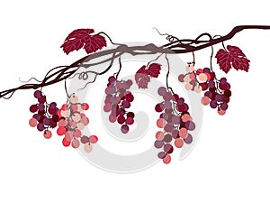 Sstylized graphic image of a vine with pink grapes