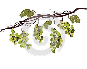 Sstylized graphic image of a vine with pink grapes