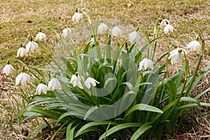 St. Agnes flowers in the middle of April