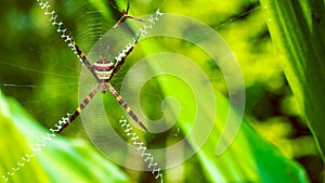 St. Andrew's Cross , Argiope spider rests on web, Ko Tao, Thailand