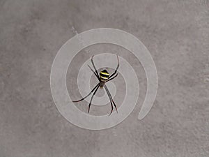 St Andrew's cross spider (Argiope keyserlingi) on white grunge wall background