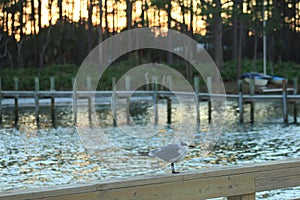 Panama City Beach St Andrews State Park sea gull sunset