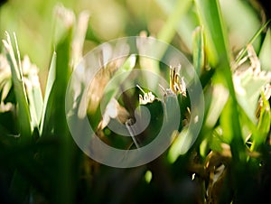 St Augustine Grass Fresh Cut