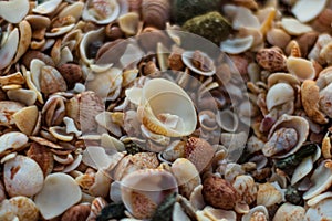 St. Barthâ€™s Island St. Bartâ€™s Island, Caribbean Close-up photo of a lot of shells on Shell Beach in Gustavia, Caribbean,