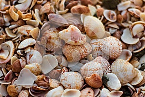 St. Barthâ€™s Island St. Bartâ€™s Island, Caribbean Close-up photo of a lot of shells on Shell Beach in Gustavia, Caribbean,