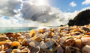 St. Barthâ€™s Island St. Bartâ€™s Island, Caribbean Close-up photo shells on the Shell Beach in Gustavia, French West Indies,