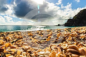 St. Barthâ€™s Island St. Bartâ€™s Island, Caribbean Close-up photo shells on the Shell Beach in Gustavia, French West Indies,