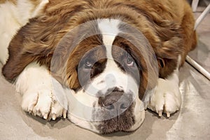St. Bernard