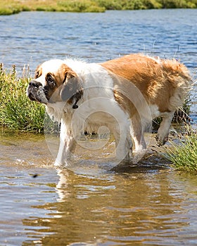 St. Bernard dog