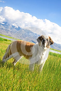 St. Bernard dog