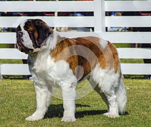 St. Bernard dog