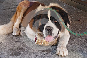 St Bernard Dog - Bariloche - Argentina