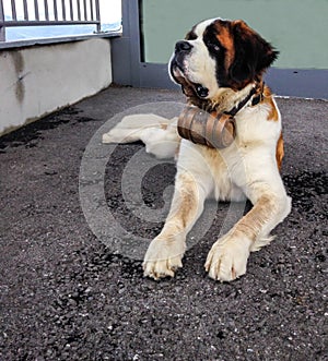 St. Bernard dog with the iconic barrel. St. Bernard is a breed of very large working dog from the western Alps Europe.