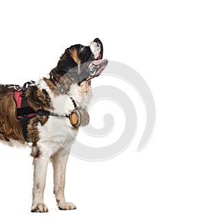 St. Bernard dog looking up with a barrel (14 months old), isolated on white