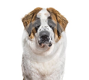 St.Bernard dog in portrait against white background