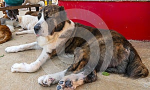 St. The Bernard dog portrait in domesticated pet.