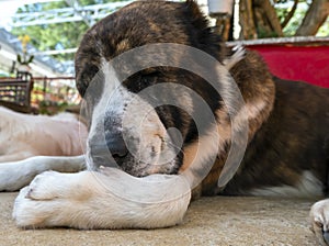 St. The Bernard dog portrait in domesticated pet.