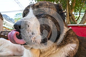 St. The Bernard dog portrait in domesticated pet.