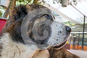 St. The Bernard dog portrait in domesticated pet.