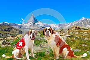 St. Bernard Dogs in Swiss