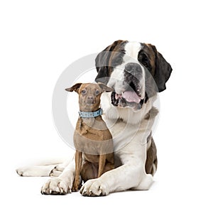 St. Bernard and Miniature Pinscher staring