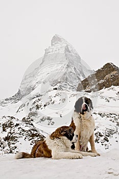 St. Bernardine dogs and Matterhorn