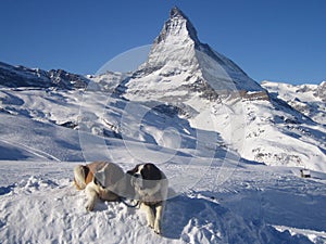 St. Bernards at The Matterhorn