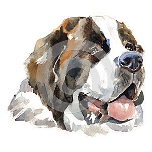 The St. Bernhardshund