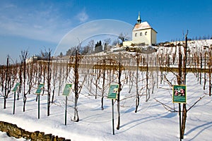 St. Clara vineyards, Troja, Prague, Czech republic