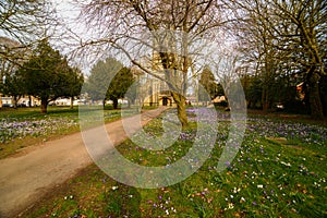 St clements Crocus and daffodil